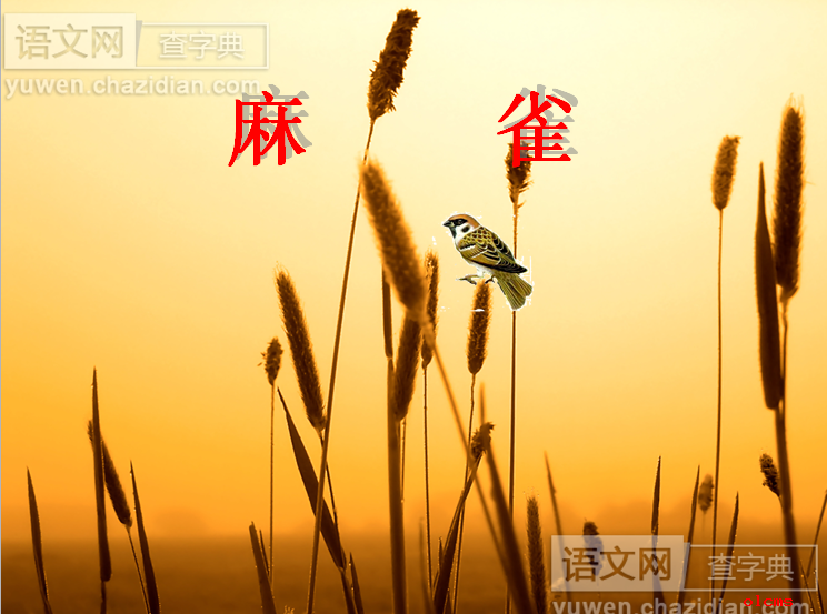 麻雀课件PPT