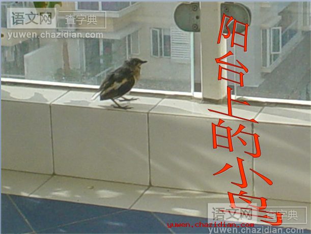 阳台上的小鸟精品课件