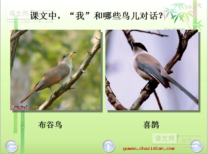 《鸟语》课件